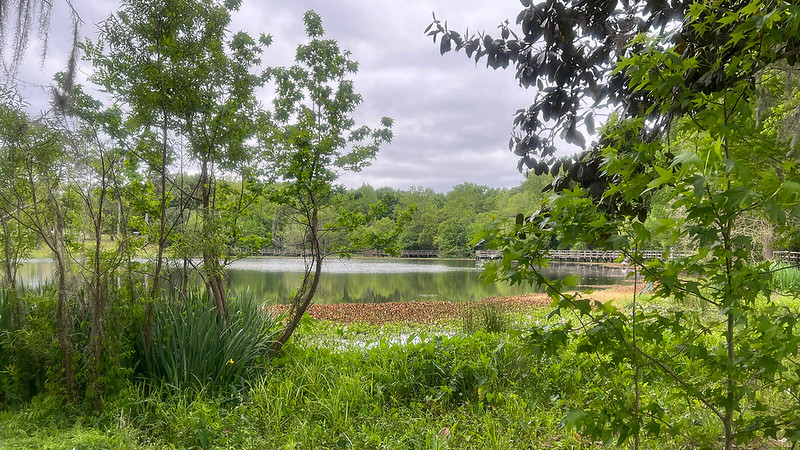 greenery surrounding lake