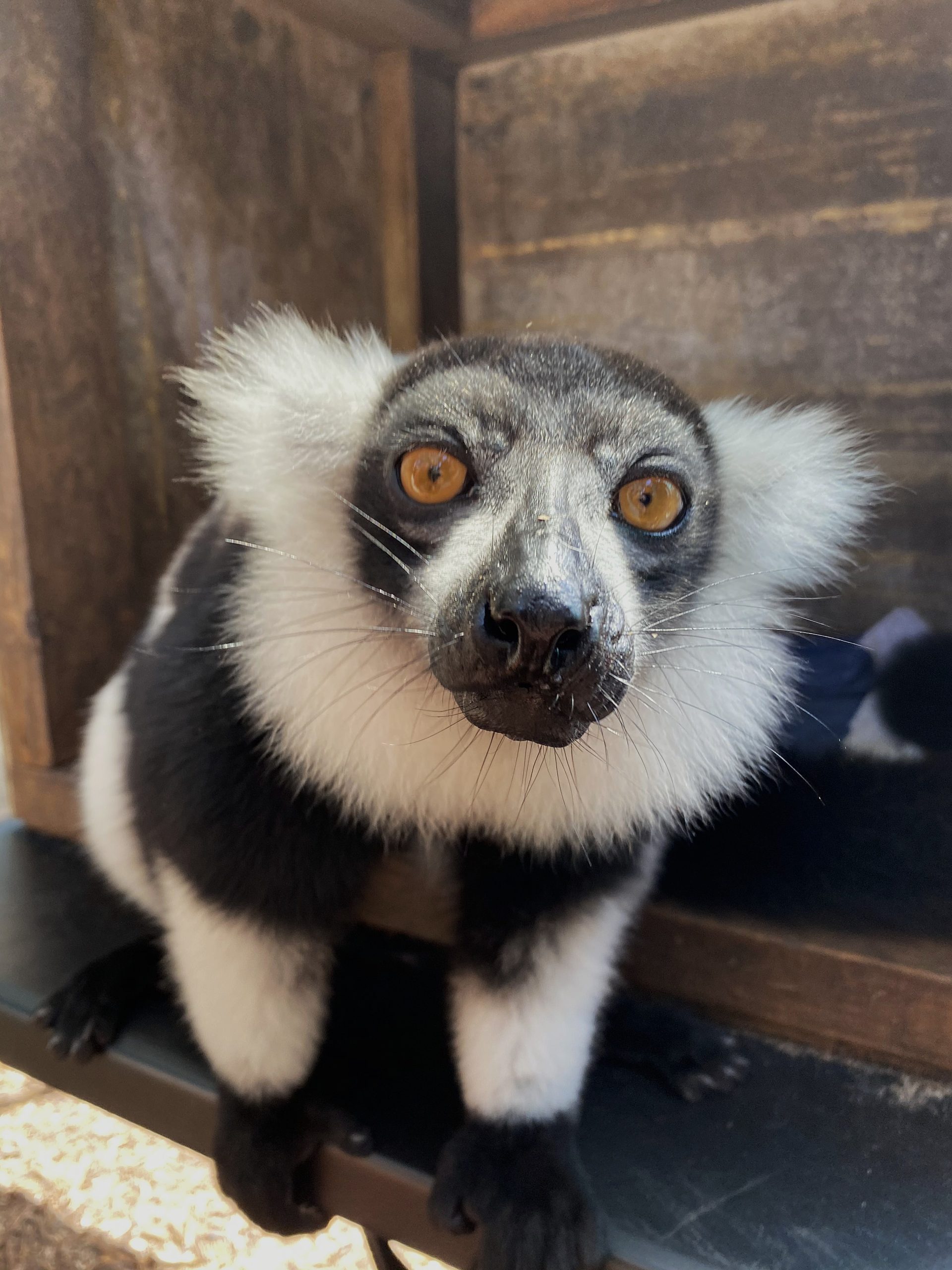 close up of ring-tailed lemur staring at camera